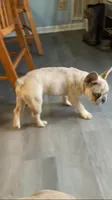 Ghost, a male French Bulldog for sale in Crossville, TN – 6 of 10
