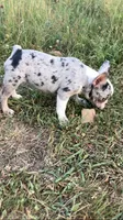 Journey is TEENY, a female French Bulldog for sale in Crossville, TN – 4 of 7