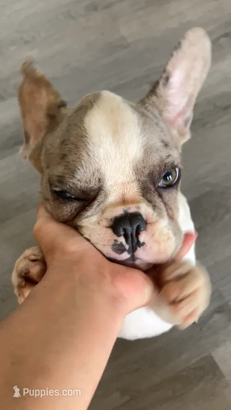 Butler – French Bulldog puppy for sale in Crossville, TN