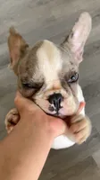 Butler, a male French Bulldog for sale in Crossville, TN – 2 of 10