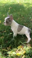 Butler, a male French Bulldog for sale in Crossville, TN – 8 of 9
