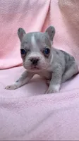Peanut, a female French Bulldog for sale in Crossville, TN – 9 of 9