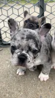 Blue Merle, a female French Bulldog for sale in Crossville, TN – Photo 5 of 9