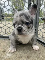 Blue Merle, a female French Bulldog for sale in Crossville, TN – Photo 4 of 9