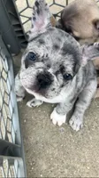 Blue Merle, a female French Bulldog for sale in Crossville, TN – Photo 2 of 9