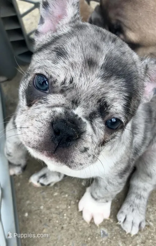 Blue Merle – French Bulldog puppy for sale in Crossville, TN