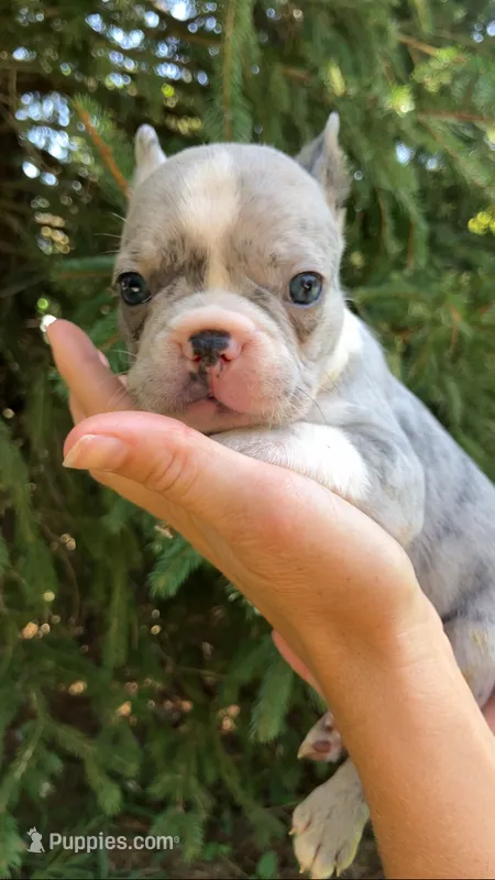 Male – French Bulldog puppy for sale in Crossville, TN
