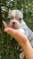 Male, a male French Bulldog for sale in Crossville, TN – 2 of 9