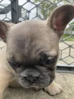 Tator Tot, a female French Bulldog for sale in Crossville, TN – Photo 9 of 9