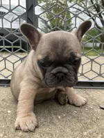 Tator Tot, a female French Bulldog for sale in Crossville, TN – Photo 3 of 9