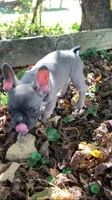 Cub, a male French Bulldog for sale in Crossville, TN – 8 of 9
