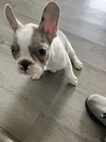 Butler, a male French Bulldog for sale in Crossville, TN – 9 of 9