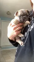 The Potato!, a female French Bulldog for sale in Crossville, TN – Photo 7 of 10