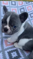 Blue girl, a female French Bulldog for sale in Crossville, TN – Photo 8 of 9