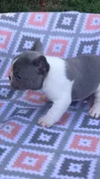 Blue girl, a female French Bulldog for sale in Crossville, TN – Photo 6 of 9