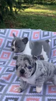 Blue girl, a female French Bulldog for sale in Crossville, TN – Photo 7 of 9