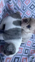 Blue Merle pied, a male French Bulldog for sale in Crossville, TN – Photo 10 of 10