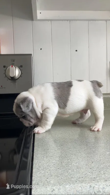 Blue Merle pied – French Bulldog puppy for sale in Crossville, TN