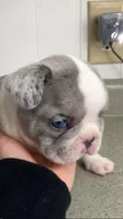 Blue Merle pied, a male French Bulldog for sale in Crossville, TN – Photo 3 of 10