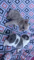Blue Merle pied, a male French Bulldog for sale in Crossville, TN – Photo 8 of 10