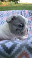 Blue Merle pied, a male French Bulldog for sale in Crossville, TN – Photo 5 of 10