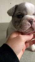 Blue Merle pied, a male French Bulldog for sale in Crossville, TN – Photo 6 of 10