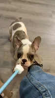 Butler, a male French Bulldog for sale in Crossville, TN – 9 of 10