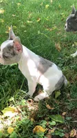 Butler, a male French Bulldog for sale in Crossville, TN – 2 of 9