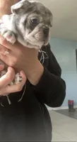 Blue merle female, a female French Bulldog for sale in Crossville, TN – Photo 3 of 10