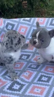Blue merle female, a female French Bulldog for sale in Crossville, TN – Photo 8 of 10