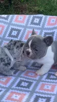 Blue merle female, a female French Bulldog for sale in Crossville, TN – Photo 7 of 10