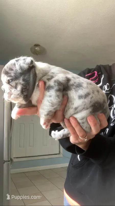 Blue merle female – French Bulldog puppy for sale in Crossville, TN