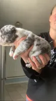 Blue merle female, a female French Bulldog for sale in Crossville, TN – Photo 4 of 10