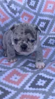 Blue merle female, a female French Bulldog for sale in Crossville, TN – Photo 6 of 10