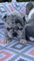 Blue merle female, a female French Bulldog for sale in Crossville, TN – Photo 9 of 10