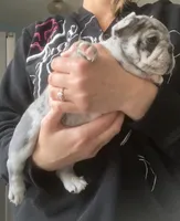 Blue merle female, a female French Bulldog for sale in Crossville, TN – Photo 5 of 10