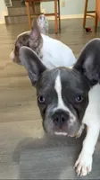 Tipsy, a female French Bulldog for sale in Crossville, TN – 6 of 8