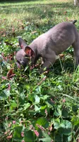 Cub, a male French Bulldog for sale in Crossville, TN – 6 of 9