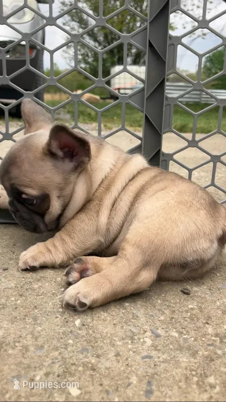 Tator Tot is Tiny! – French Bulldog puppy for sale in Crossville, TN