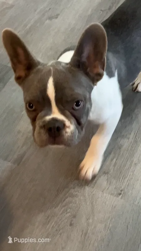 Tipsy – French Bulldog puppy for sale in Crossville, TN