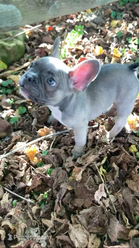 Cub – French Bulldog puppy for sale in Crossville, TN