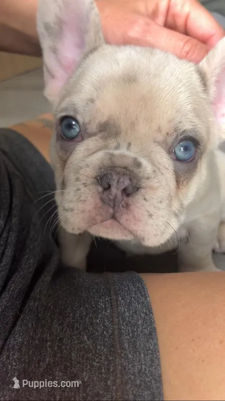 Ghost-pink – French Bulldog puppy for sale in Crossville, TN