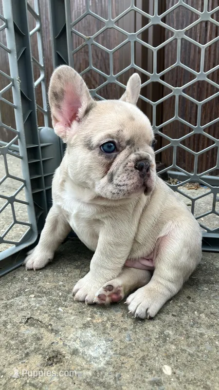 Ghost-pink – French Bulldog puppy for sale in Crossville, TN