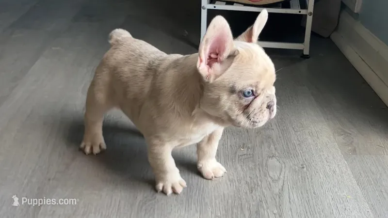 Ghost-pink – French Bulldog puppy for sale in Crossville, TN