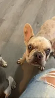 Ghost, a male French Bulldog for sale in Crossville, TN – 10 of 10