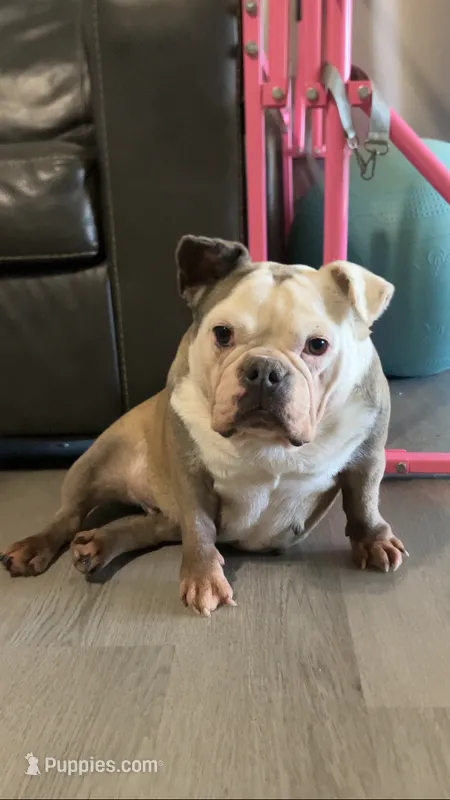 Dot – French Bulldog puppy for sale in Crossville, TN