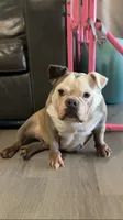 Dot, a female French Bulldog for sale in Crossville, TN – 1 of 3