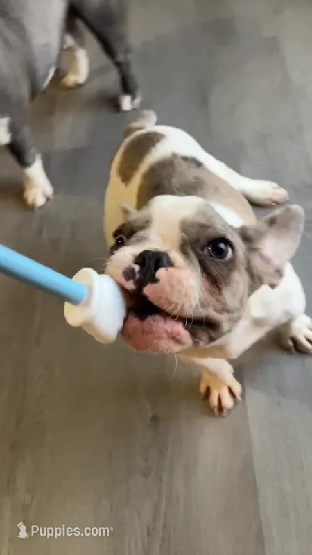 Butler – French Bulldog puppy for sale in Crossville, TN