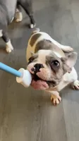 Butler, a male French Bulldog for sale in Crossville, TN – 1 of 10