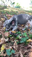 Jet, a male French Bulldog for sale in Crossville, TN – 9 of 9
